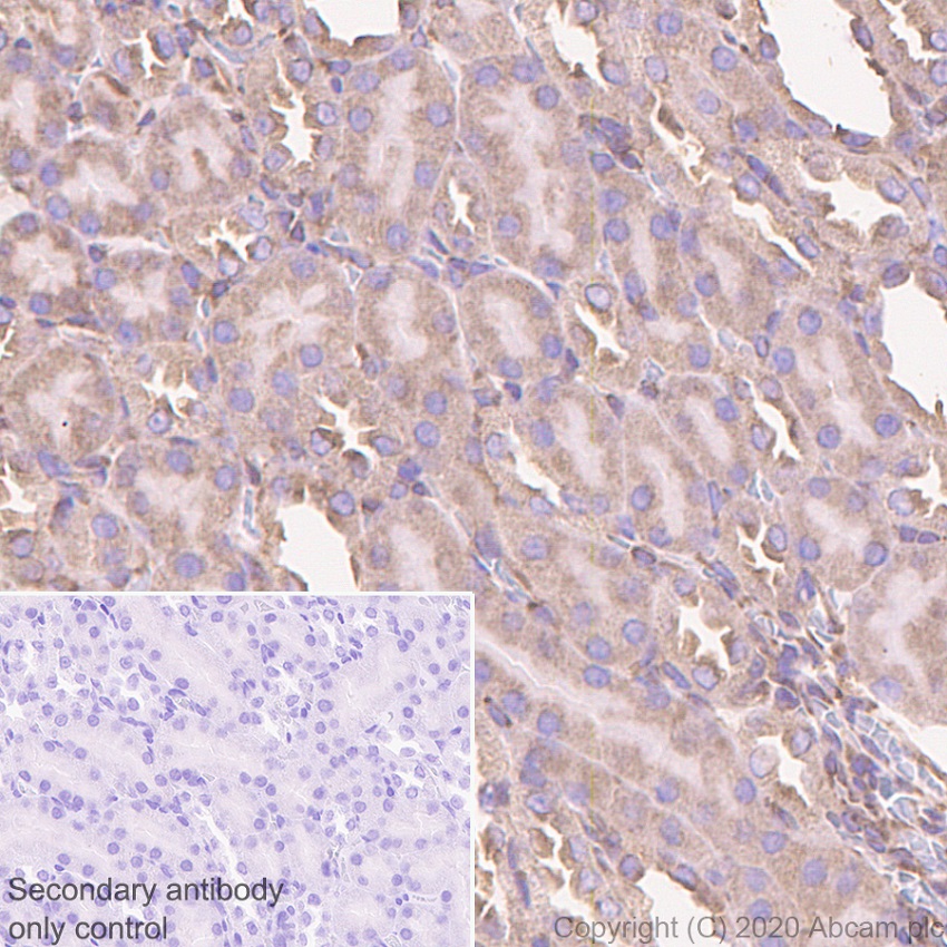 Immunohistochemistry (Formalin/PFA-fixed paraffin-embedded sections) - Anti-AGO4 antibody [EPR23799-22] - BSA and Azide free (AB275966)