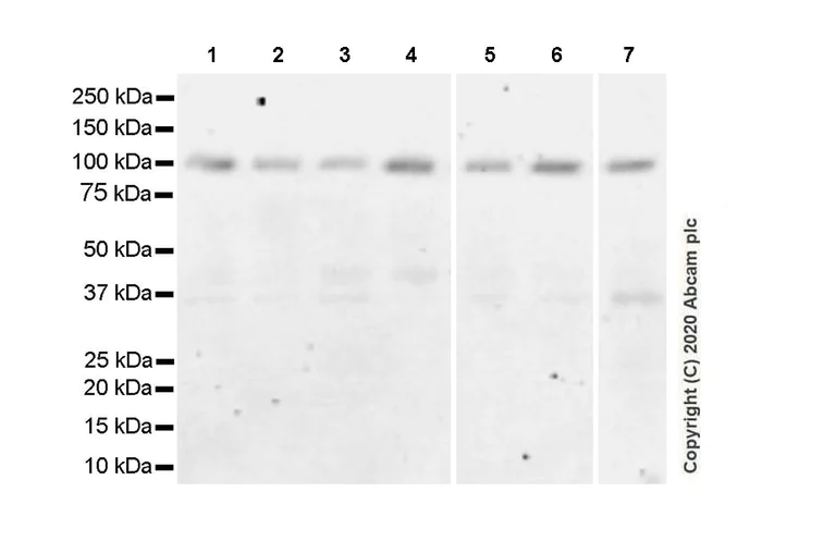 Western blot - Anti-AGO4 antibody [EPR23799-22] - BSA and Azide free (AB275966)