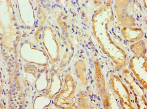 Immunohistochemistry (Formalin/PFA-fixed paraffin-embedded sections) - Anti-AGPAT1 antibody (AB235328)