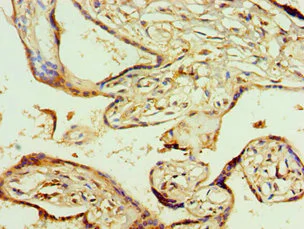 Immunohistochemistry (Formalin/PFA-fixed paraffin-embedded sections) - Anti-AGPAT1 antibody (AB235328)