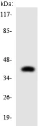 Western blot - Anti-AGPAT4 antibody (AB135909)