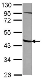 Western blot - Anti-AGPAT5 antibody (AB127749)