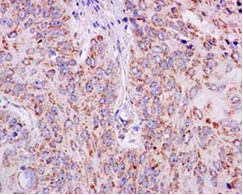 Anti-AGPS antibody [EPR13120] - N-terminal