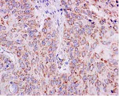 Immunohistochemistry (Formalin/PFA-fixed paraffin-embedded sections) - Anti-AGPS antibody [EPR13120] - N-terminal (AB184186)