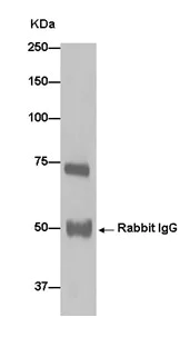 Western blot - Anti-AGPS antibody [EPR13120] - N-terminal (AB184186)