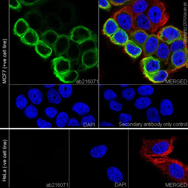 Immunocytochemistry/ Immunofluorescence - Anti-AGR2 + AGR3 antibody [EPR20164-222] (AB216071)