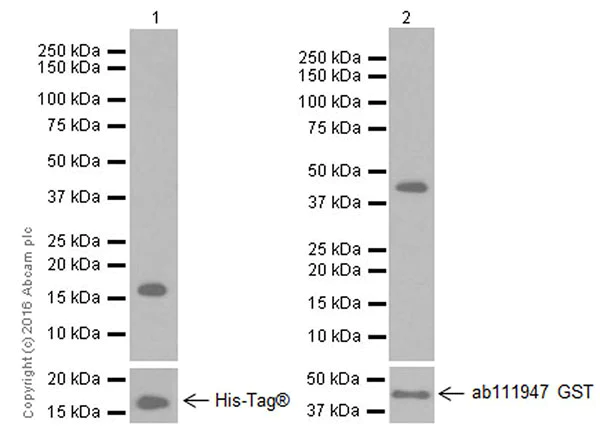 Western blot - Anti-AGR2 + AGR3 antibody [EPR20164-222] (AB216071)