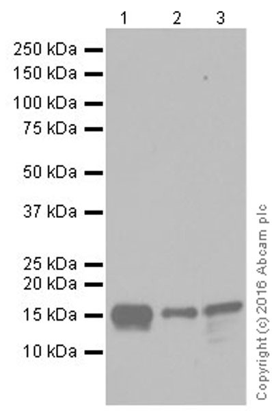 Western blot - Anti-AGR2 + AGR3 antibody [EPR20164-222] - BSA and Azide free (AB251553), expandable thumbnail