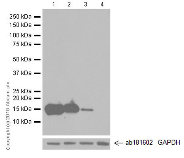 Western blot - Anti-AGR2 + AGR3 antibody [EPR20164-222] - BSA and Azide free (AB251553), expandable thumbnail