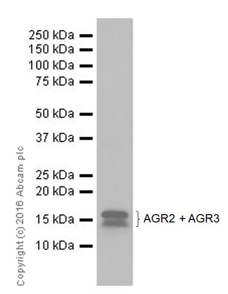 Western blot - Anti-AGR2 + AGR3 antibody [EPR20164-222] - BSA and Azide free (AB251553), expandable thumbnail