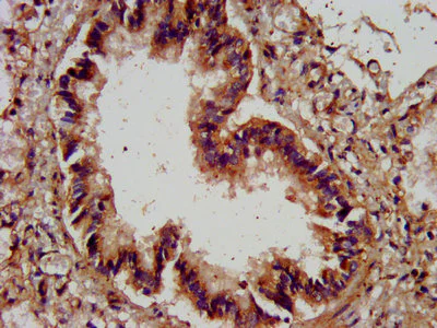 Immunohistochemistry (Formalin/PFA-fixed paraffin-embedded sections) - Anti-Agrin antibody (AB236652)