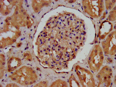 Immunohistochemistry (Formalin/PFA-fixed paraffin-embedded sections) - Anti-Agrin antibody (AB236652)