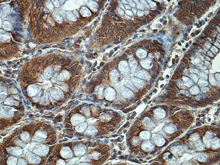 Immunohistochemistry (Formalin/PFA-fixed paraffin-embedded sections) - Anti-Agrin antibody (AB85174)