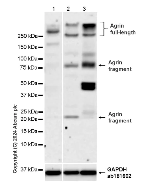 Western blot - Anti-Agrin antibody [EPR28044-241] - BSA and Azide free (AB317743)
