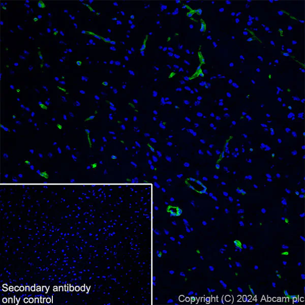 Immunohistochemistry (Frozen sections) - Anti-Agrin antibody [EPR28044-74] - BSA and Azide free (AB316966)
