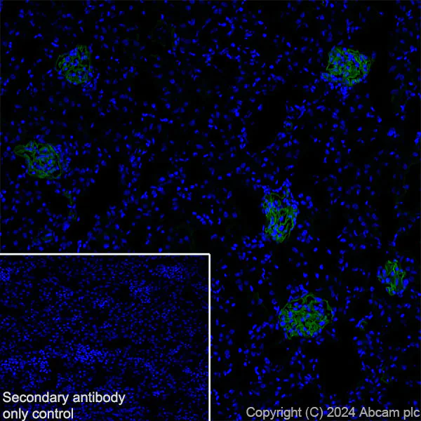 Immunohistochemistry (Frozen sections) - Anti-Agrin antibody [EPR28044-74] - BSA and Azide free (AB316966)
