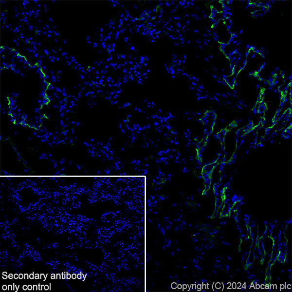 Immunohistochemistry (Frozen sections) - Anti-Agrin antibody [EPR28044-74] - BSA and Azide free (AB316966)