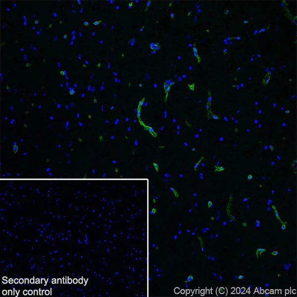 Immunohistochemistry (Frozen sections) - Anti-Agrin antibody [EPR28044-74] - BSA and Azide free (AB316966)