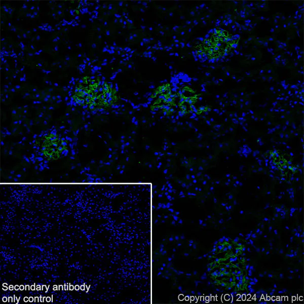 Immunohistochemistry (Frozen sections) - Anti-Agrin antibody [EPR28044-74] - BSA and Azide free (AB316966)