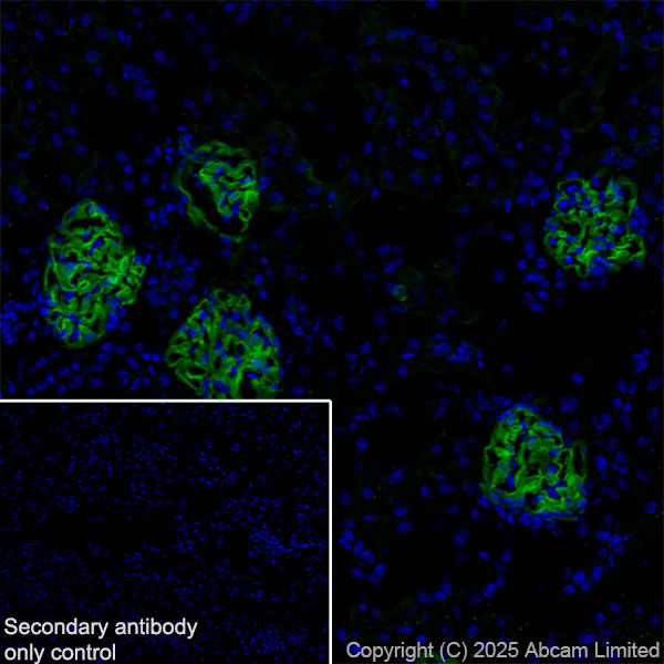 Immunohistochemistry (Frozen sections) - Anti-Agrin antibody [RM2082] (ab324022), expandable thumbnail