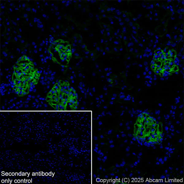 Immunohistochemistry (Frozen sections) - Anti-Agrin antibody [RM2082] (AB324022)