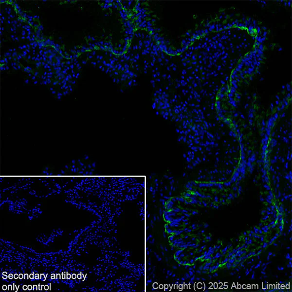 Immunohistochemistry (Frozen sections) - Anti-Agrin antibody [RM2082] (AB324022)
