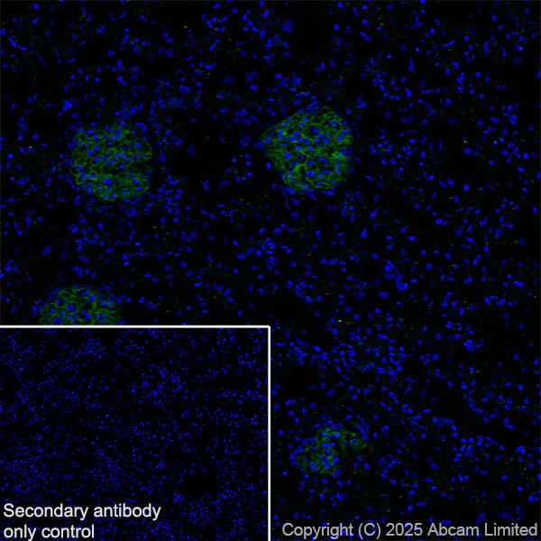 Immunohistochemistry (Frozen sections) - Anti-Agrin antibody [RM2082] (AB324022)