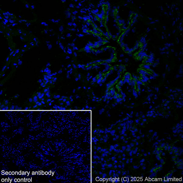 Immunohistochemistry (Frozen sections) - Anti-Agrin antibody [RM2082] (AB324022), expandable thumbnail