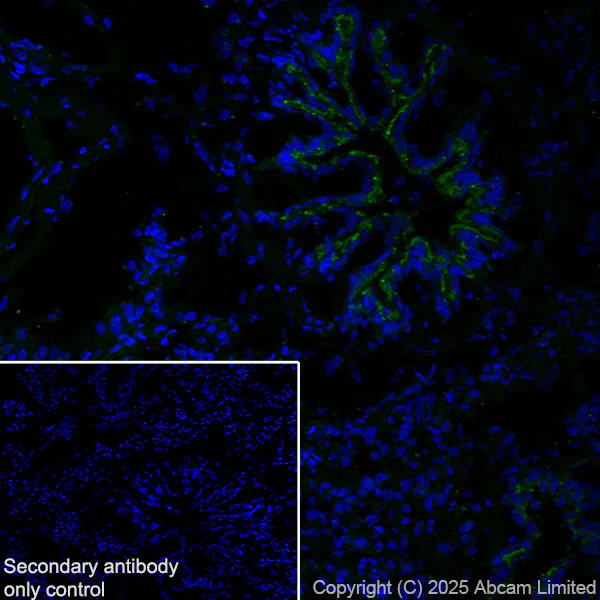 Immunohistochemistry (Frozen sections) - Anti-Agrin antibody [RM2082] (AB324022)