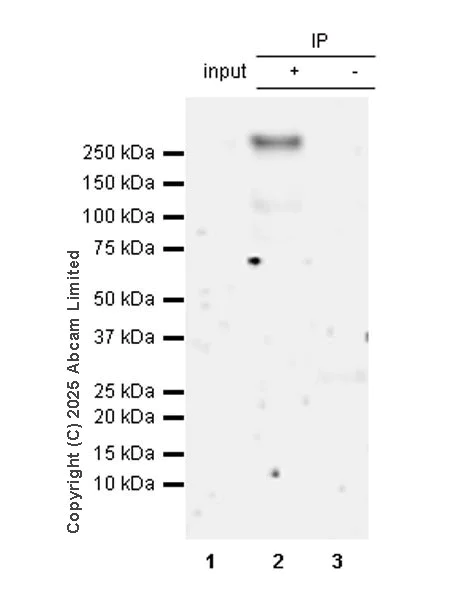 Immunoprecipitation - Anti-Agrin antibody [RM2082] (AB324022)