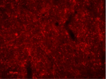 Immunohistochemistry (Frozen sections) - Anti-AGRP antibody (AB228495), expandable thumbnail
