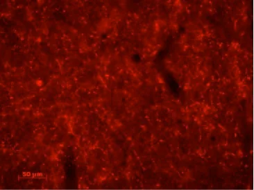 Immunohistochemistry (Frozen sections) - Anti-AGRP antibody (AB228495)