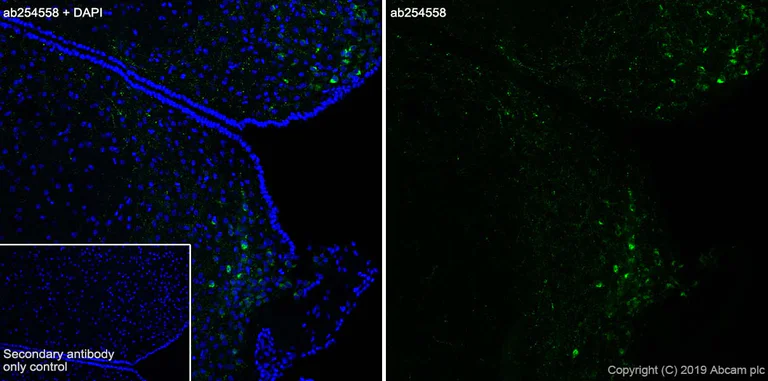 Immunohistochemistry (Frozen sections) - Anti-AGRP antibody [EPR18155-110] - BSA and Azide free (AB255686)