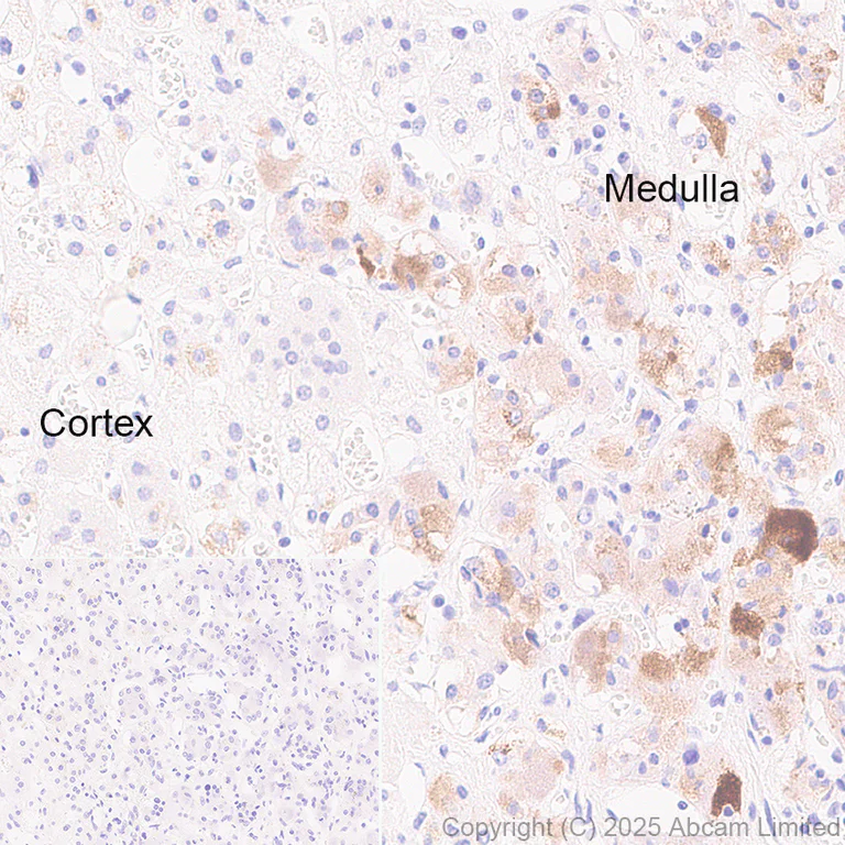 Immunohistochemistry (Formalin/PFA-fixed paraffin-embedded sections) - Anti-AGRP antibody [EPR22984-1] (AB323797)