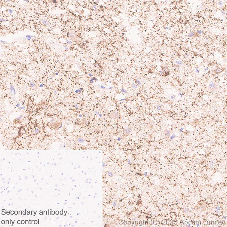 Immunohistochemistry (Formalin/PFA-fixed paraffin-embedded sections) - Anti-AGRP antibody [EPR22984-1] (AB323797)