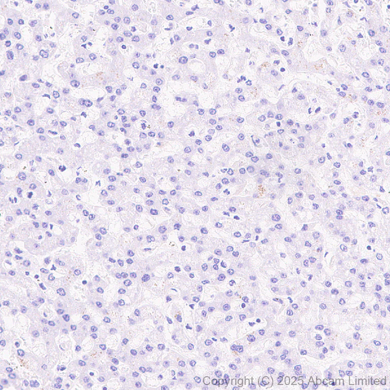 Immunohistochemistry (Formalin/PFA-fixed paraffin-embedded sections) - Anti-AGRP antibody [EPR22984-1] (AB323797)