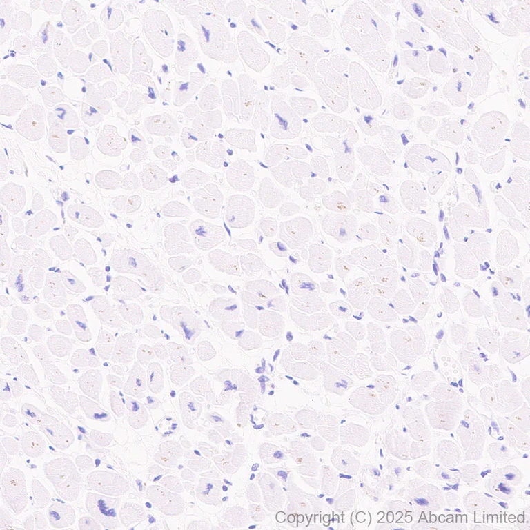 Immunohistochemistry (Formalin/PFA-fixed paraffin-embedded sections) - Anti-AGRP antibody [EPR22984-1] (AB323797)