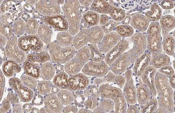 Immunohistochemistry (Formalin/PFA-fixed paraffin-embedded sections) - Anti-AGTR1 antibody [HL2526] - BSA and Azide free (AB325838)