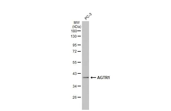Western blot - Anti-AGTR1 antibody [HL2526] - BSA and Azide free (AB325838)