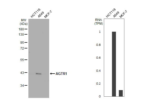 Western blot - Anti-AGTR1 antibody [HL2526] - BSA and Azide free (AB325838)