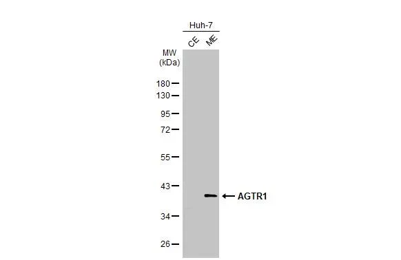 Western blot - Anti-AGTR1 antibody [HL2526] - BSA and Azide free (AB325838)