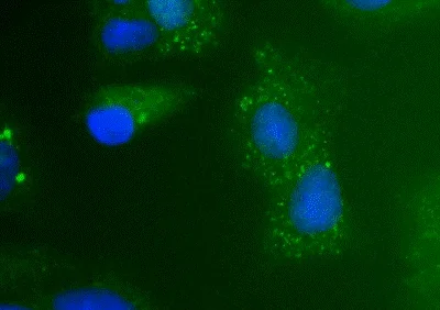Immunocytochemistry/ Immunofluorescence - Anti-AGXT antibody [1F9BC7] (AB110313)