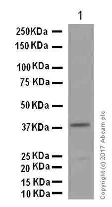 Western blot - Anti-AGXT antibody [EPR13232] - BSA and Azide free (AB250079)