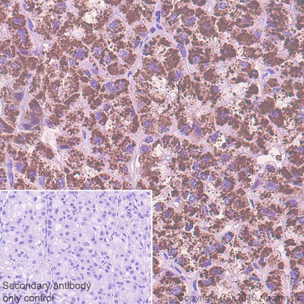 Immunohistochemistry (Formalin/PFA-fixed paraffin-embedded sections) - Anti-AGXT antibody [EPR22885-58] (AB261910), expandable thumbnail