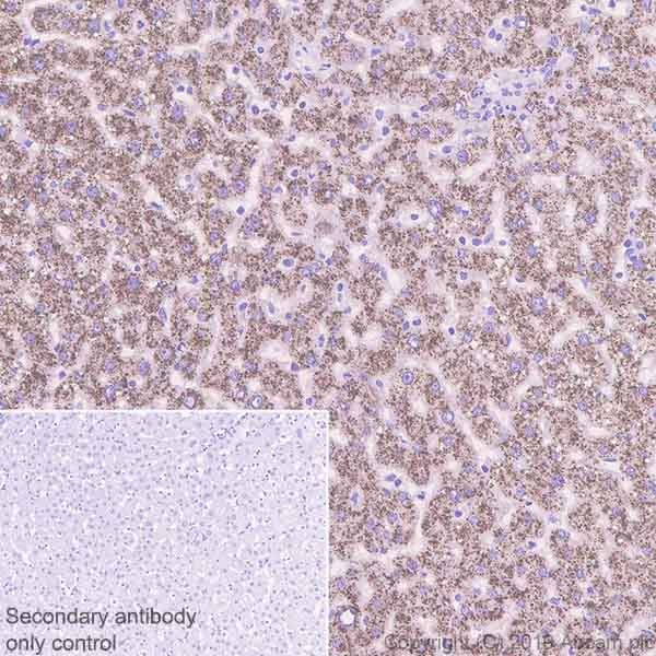 Immunohistochemistry (Formalin/PFA-fixed paraffin-embedded sections) - Anti-AGXT antibody [EPR22885-58] (ab261910), expandable thumbnail