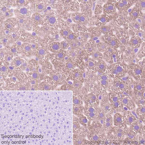 Immunohistochemistry (Formalin/PFA-fixed paraffin-embedded sections) - Anti-AGXT antibody [EPR22885-58] (AB261910), expandable thumbnail