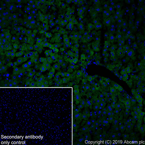 Immunohistochemistry (Frozen sections) - Anti-AGXT antibody [EPR22885-58] (ab261910), expandable thumbnail
