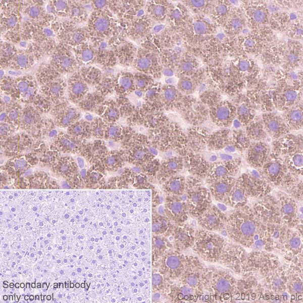 Immunohistochemistry (Formalin/PFA-fixed paraffin-embedded sections) - Anti-AGXT antibody [EPR22885-58] - BSA and Azide free (AB261914), expandable thumbnail