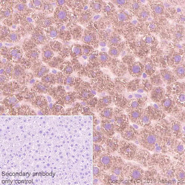 Immunohistochemistry (Formalin/PFA-fixed paraffin-embedded sections) - Anti-AGXT antibody [EPR22885-58] - BSA and Azide free (AB261914)