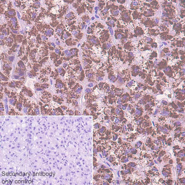 Immunohistochemistry (Formalin/PFA-fixed paraffin-embedded sections) - Anti-AGXT antibody [EPR22885-58] - BSA and Azide free (AB261914)